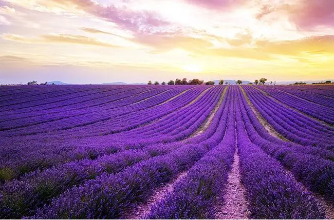 

3d wallpaper custom mural non-woven wall stickers purple lavender flower field TV setting wall photo wallpaper for walls 3 d