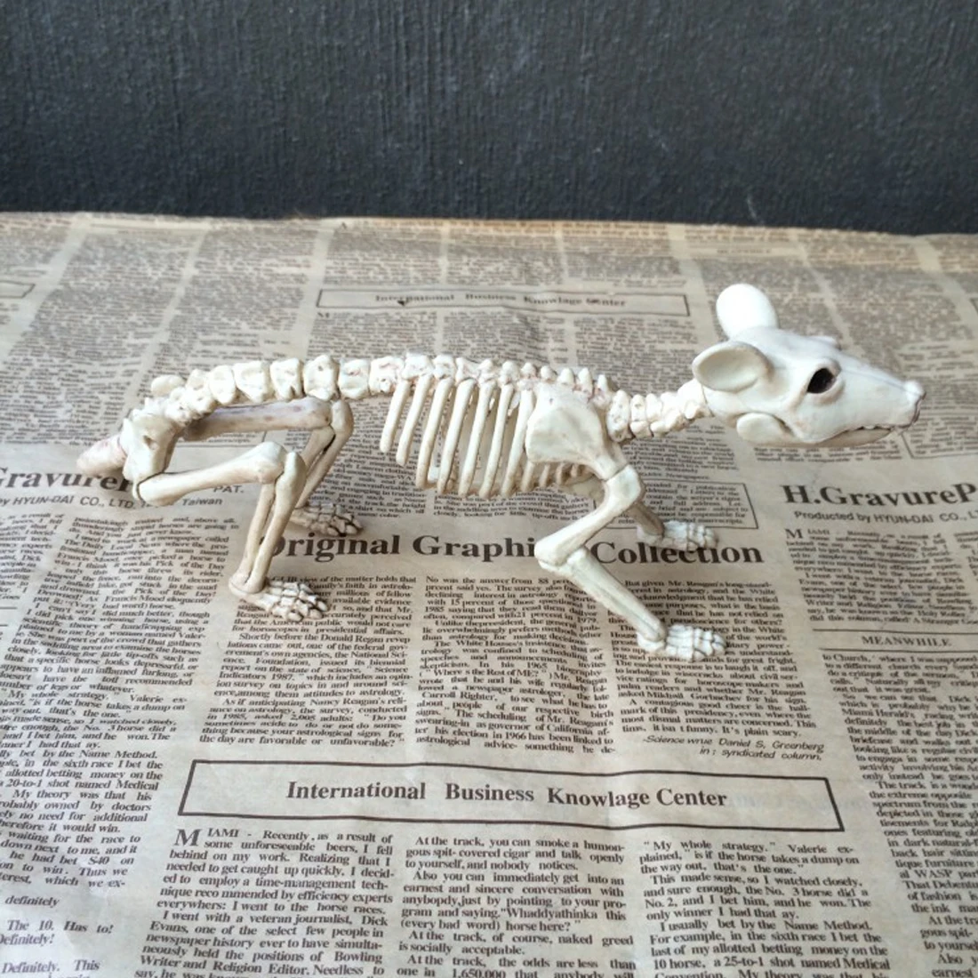 Nice Skeleton Rat PP+PVC Animal Skeleton Bones for Horror Halloween