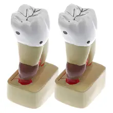 2 шт. 1: 1 разъемная модель зубов человека ПВХ Стоматологическая анатомическая модель для школьного обучения помощь обучающий дисплей лабораторные принадлежности