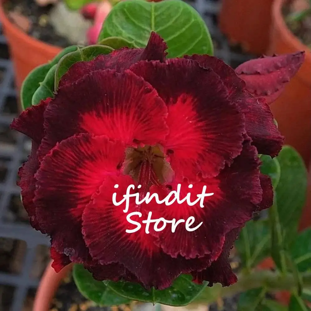 

2pcs Black Red Mix Desert Rose Bonsai Adenium Obesum Perennial Cheap Chinese Flower Tree Potted plant flower for Home Garden