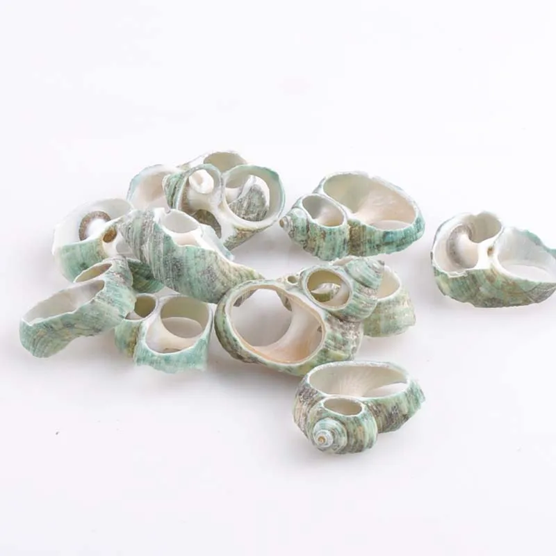 

Green Natural Cutting Sea Shell Slice for Craft Making Handmade 20pcs 28-32mm TRS0134