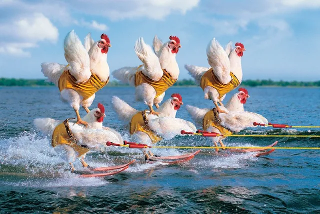 competition-chicken-sea-water-sport-Funn