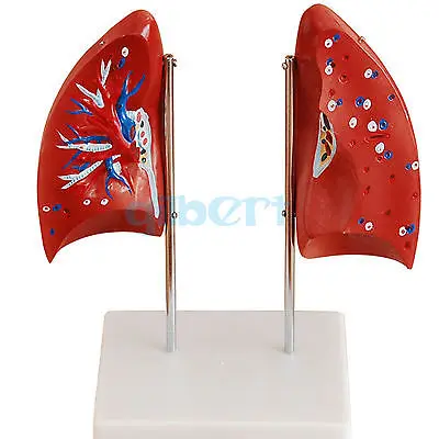 

Life Size Human Lung Model into 4 Part Lobe Removable Respiratory System