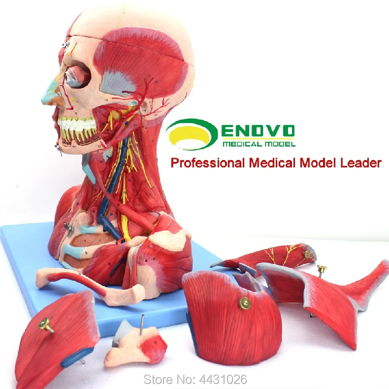 ENOVO Cerebrovascular anatomy of the neck of the brain brain anatomy of the Department of Otorhinolaryngology