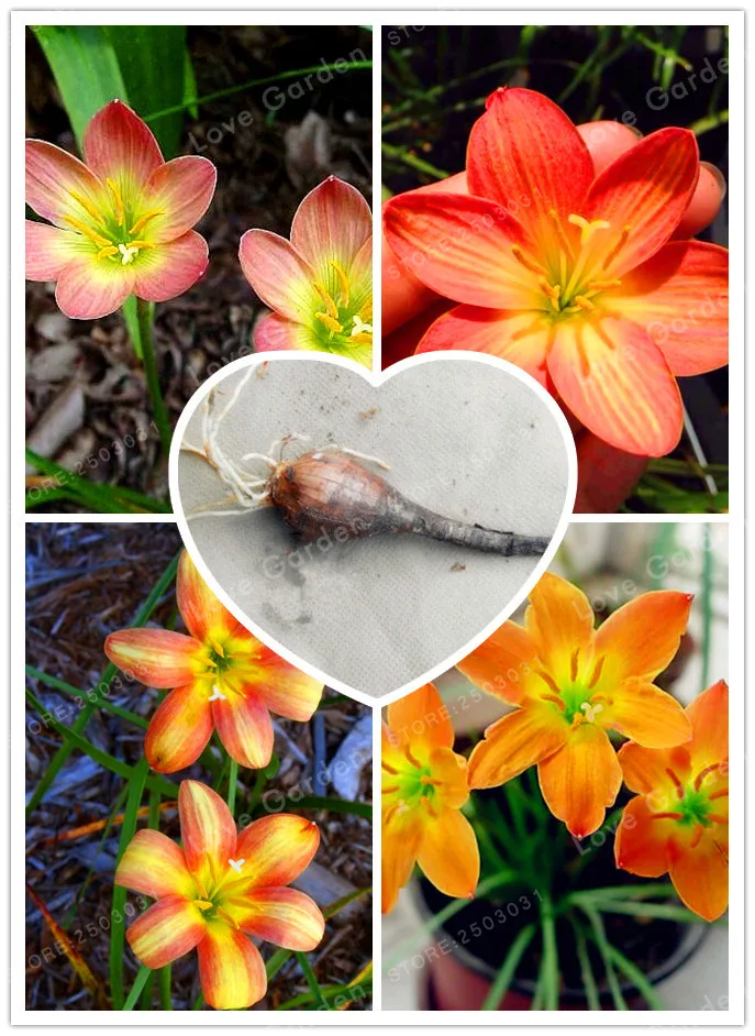 

2Bulb Zephyranthes Candida (onion Orchid Bulb) Easy Planting, Balcony Fun Indoor Outdoo Flower Pots Plant