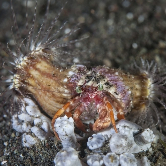 An anemone hermit crab crawls across the seafloor of Indonesia Poster Print (17 x 11)