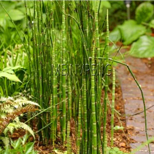 Promotion!20 mini moso Bamboo bonsai bamboo bonsai garden plant potted balcony budding rate of 90% DIY for home garden plan