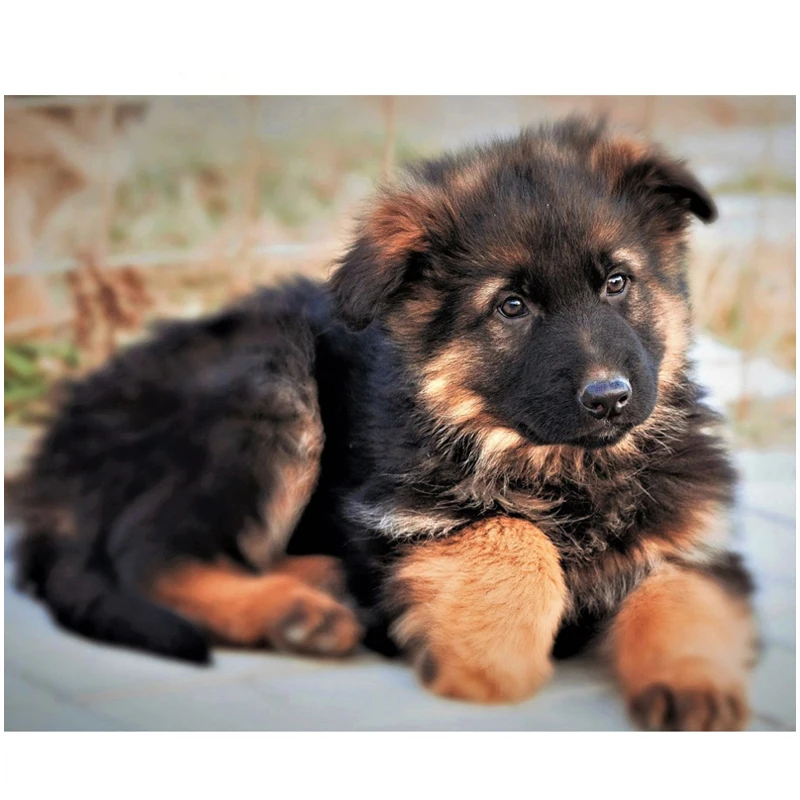 

5Diy Diamond Painting Animal Pet dog Cub German Shepherd Square Diamond Embroidery Full Diamond Painting by Number MosaicZP-1984