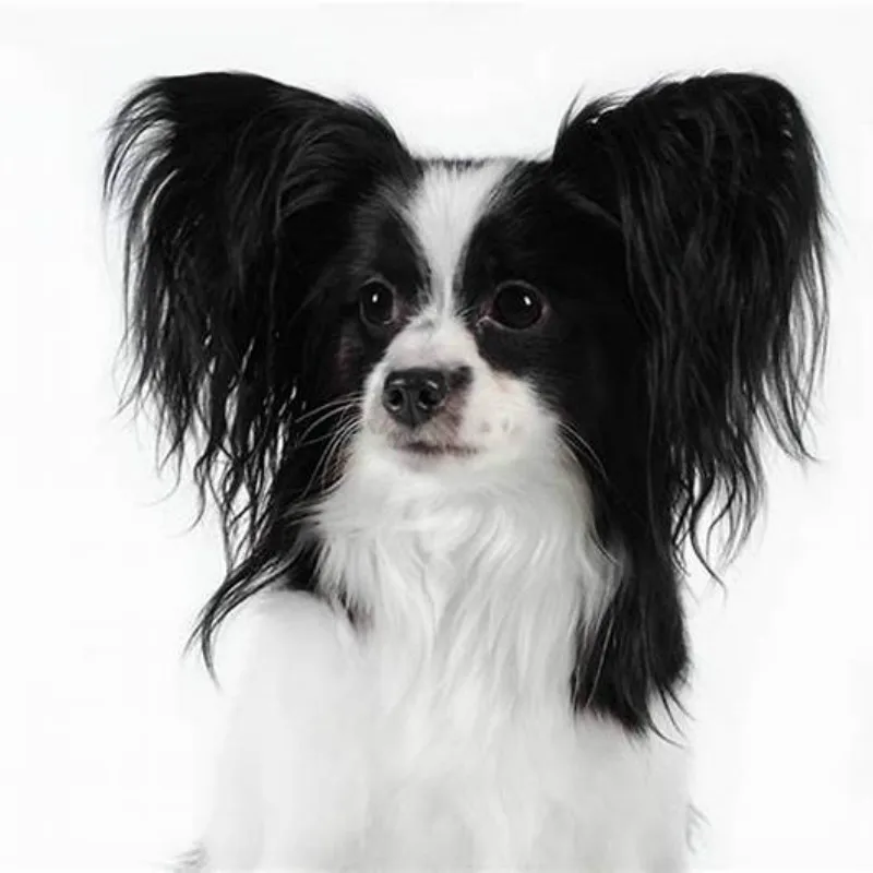 Papillon Dog Needlepoint Kit