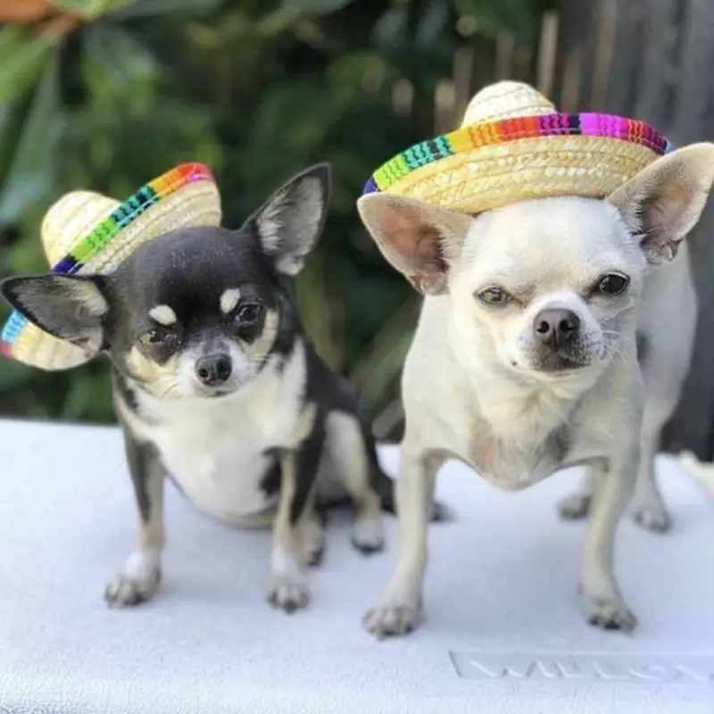 

Multicolor Pet Straw Hat Dog Cat Mexican Straw Sombrero Hat Pet Adjustable Buckle Costume Accessories