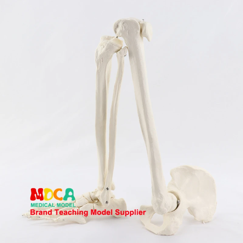 

Foot Joint Anatomy Model With Tibia Fibula And Femur Pelvis Human Skeleton Model Medical Teaching Tool