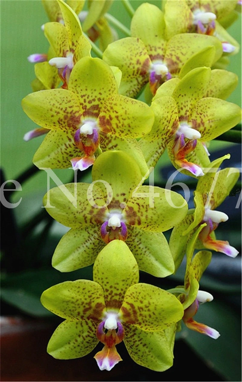 100 pcs/ bag Bonsai Cymbidium Floribundum Orchid Plant Outdoor Natural Growth Potted Flower Planta For Home Garden Flower Pot