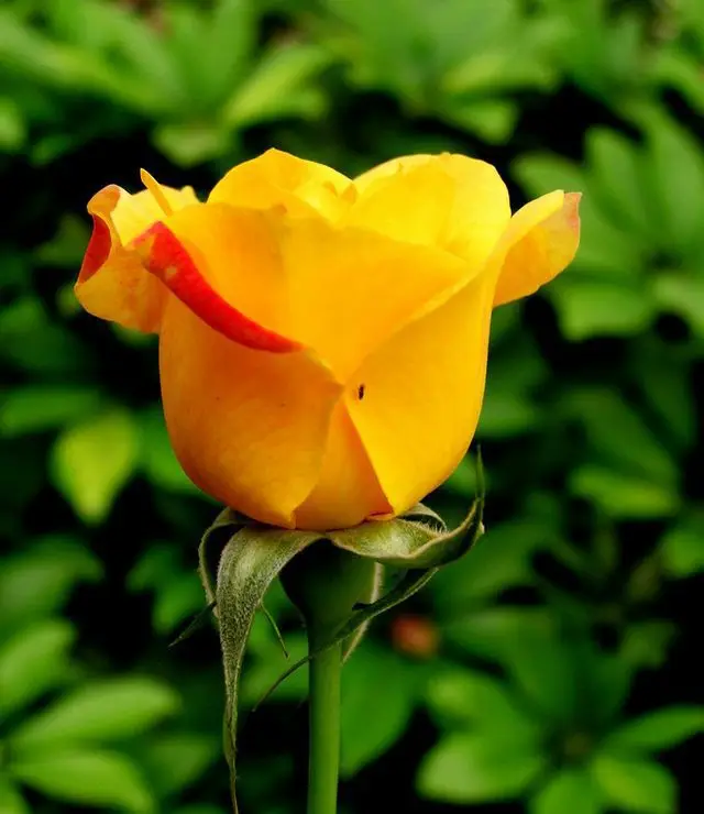 Compare Prices on Roses Cutting Online Shopping/Buy Low Price Roses