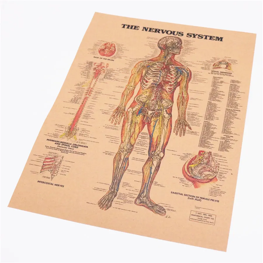 Человеческого тела нервную систему взаимодействовать с скелетная система изображение Винтаж крафт Бумага постер 42x30 см FRD014