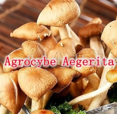 

Hotsale 1Pack Agrocybe Aegerita (Tea tree mushroom) Extract 30% Polysaccharide 500mg x 300caps powerful Anti-aging, anti-oxidant