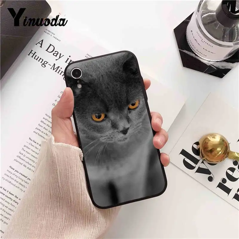 British Shorthair cat Top Design
