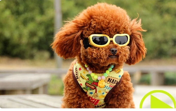 https://ae01.alicdn.com/kf/HTB1arGgHVXXXXbRXpXXq6xXFXXXD/Lunettes-de-chien-pet-lunettes-de-soleil-lunettes-accessoires-pour-animaux-petits-chiens.jpg