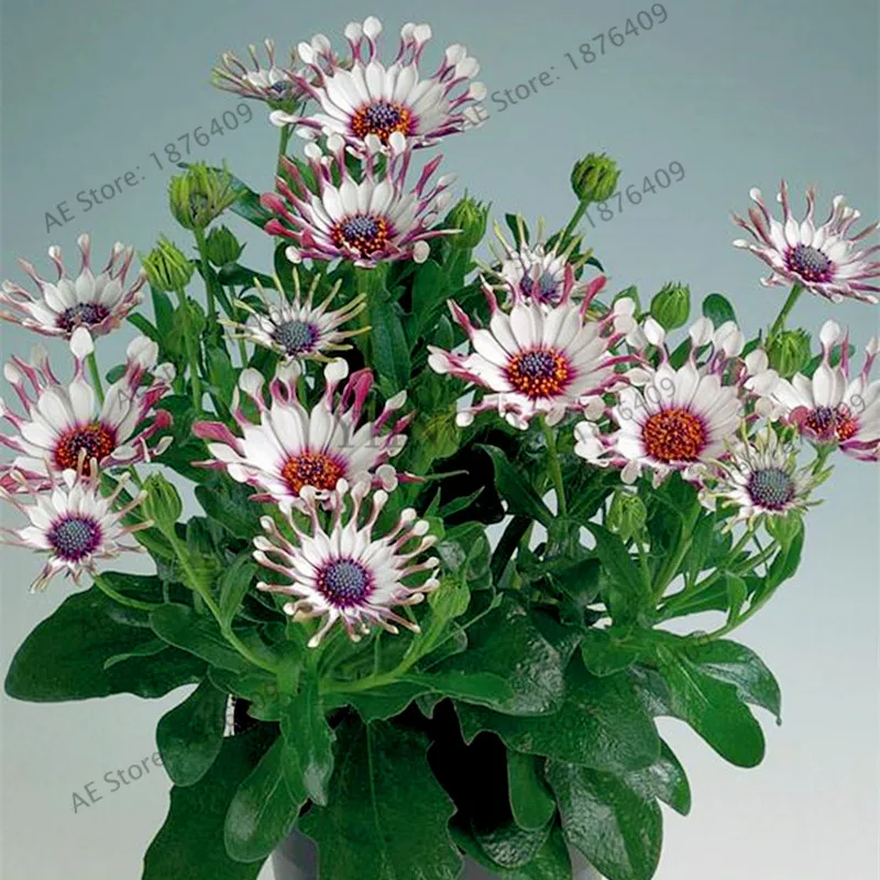 100pcsbagblue Eyed Daisy Flores Osteospermum Plantas Bonsai Flower