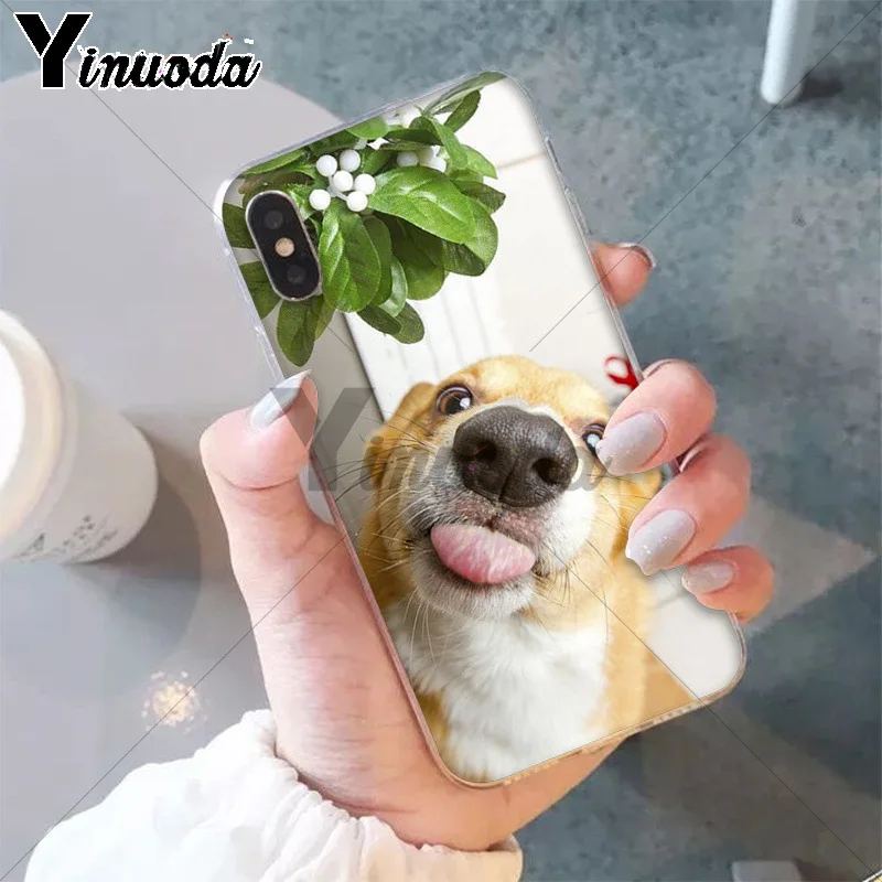 Best friend animal corgi