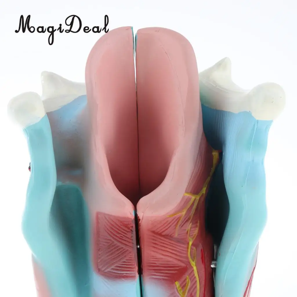 3x Magnified Human Larynx Anatomical Model Medical Anatomy Throat Model Lab Display, 3 Parts, Detachable
