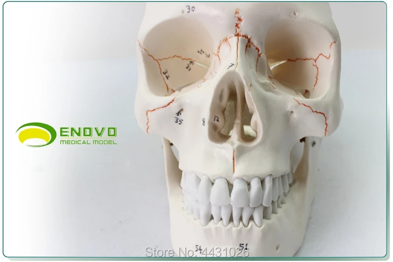 ENOVO плода черепа модель для череп модель человеческого. модель черепа medicine