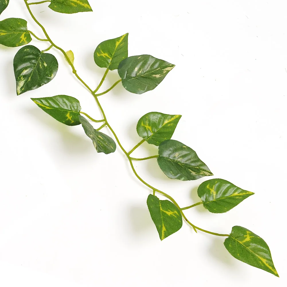 evergreen flowering vines reviews online shopping evergreen flowering vines reviews online shopping