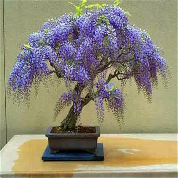 20 قطعة ترقية! شجرة بونساي زهرة الأزرق PurpleJacaranda Mimosifolia شجرة شجيرة حديقة سهلة تنمو بقاء معدل مرتفع جدا 20 قطعة ترقية! شجرة بونساي زهرة الأزرق PurpleJacaranda Mimosifolia شجرة شجيرة حديقة سهلة تنمو بقاء معدل مرتفع جدا