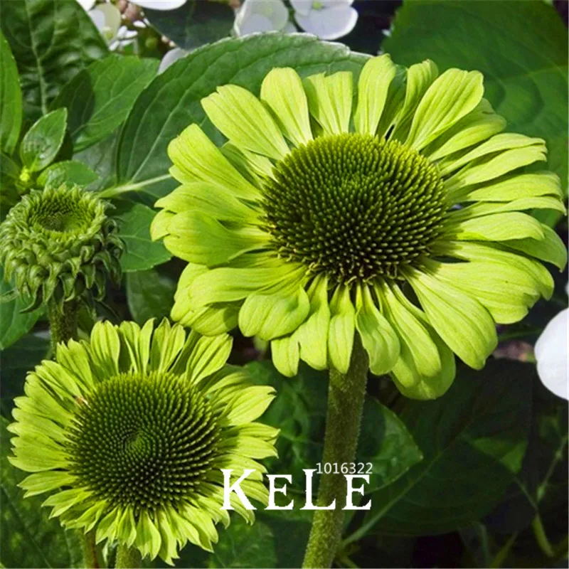 

Big Promotion!Echinacea Green Jewel Bonsai, 100 Pcs/Lot, Rare Green Coreflower Plantas flowers for room garden plants,#250K5A