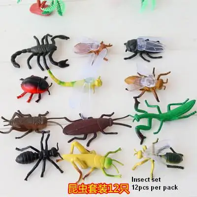 Insect