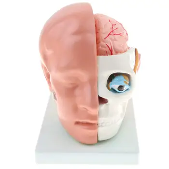 

1: 1 Human Brain Head Model Structure 4 Part Removable Anatomical Model for School Teaching Tool Learning Display Lab Supplies