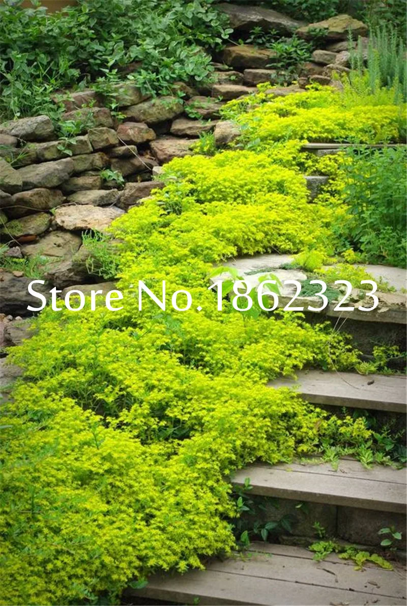 200Pcs/Bag Creeping Thyme bonsai, Rare Color ROCK CRESS plants - Perennial Ground Cover Flower Natural Growth For Home Garden