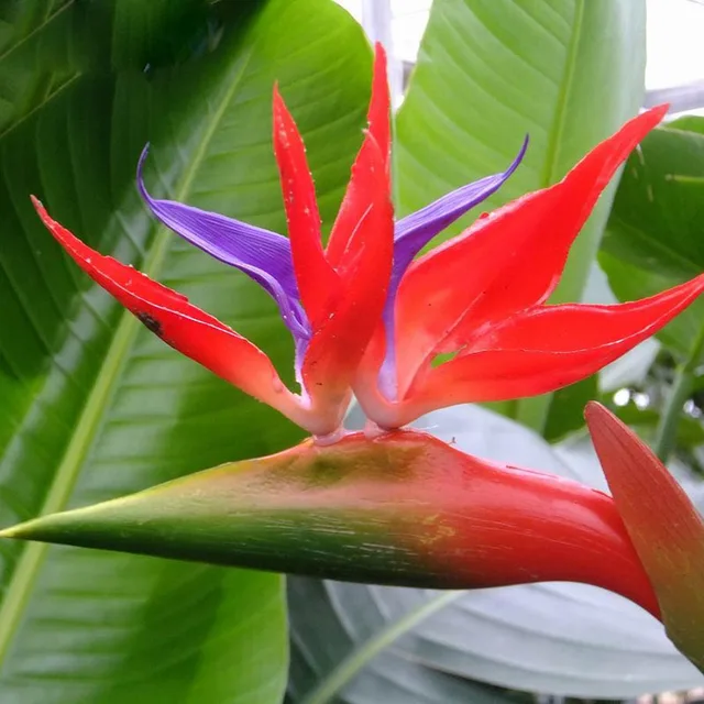 houseplants red strelitzia reginae seed long flowering paradise bird