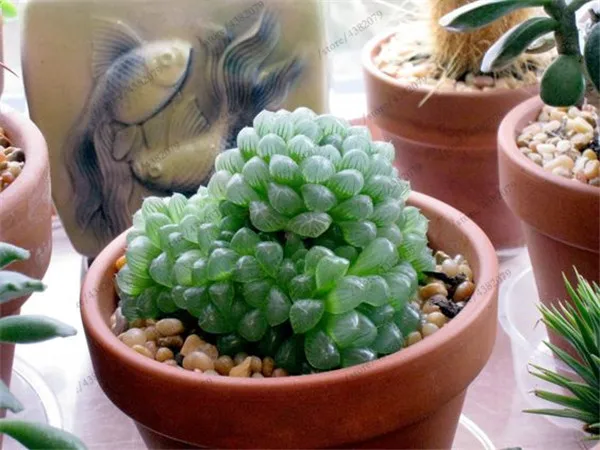 100 pcs/Bag Office Desktop Flowers Herb Succulents Bonsai Anti Radiation Computer Haworthia Cymbiformis Purify The Air 100 pcs/Bag Office Desktop Flowers Herb Succulents Bonsai Anti Radiation Computer Haworthia Cymbiformis Purify The Air