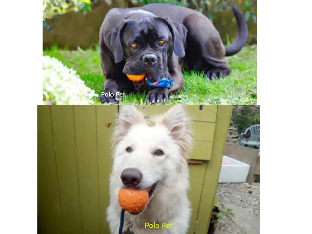Резиновые шары для собаки нетоксичной жевать безопасный обучение, игры любимая игрушка интерактивные молярная Мячик с веревочкой для малых и средних собак