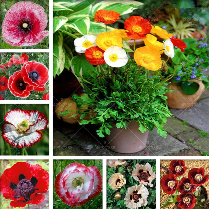 

200pcs Iceland corn poppy flower bonsai, four seasons Ornamental flower flores, cold and shade-tolerant flowers, DIY home garden