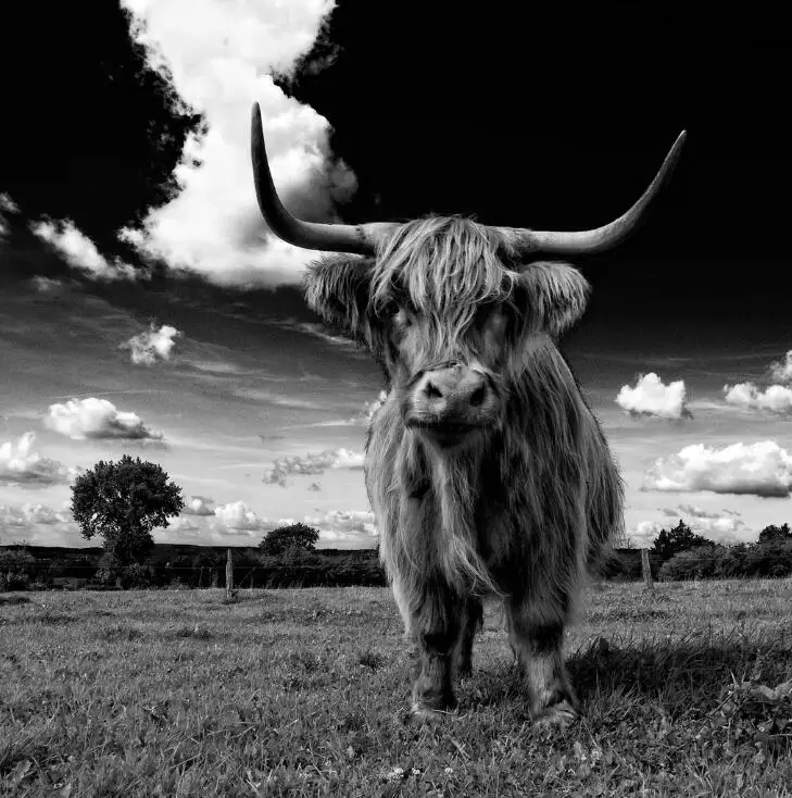 scottish highland cattle