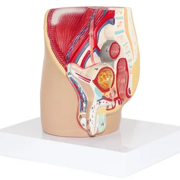 

Men Procreation Urinary System Model Male Pelvis Anatomical Structure Model with Numbers Prostate Medical Teaching 15*13*15cm
