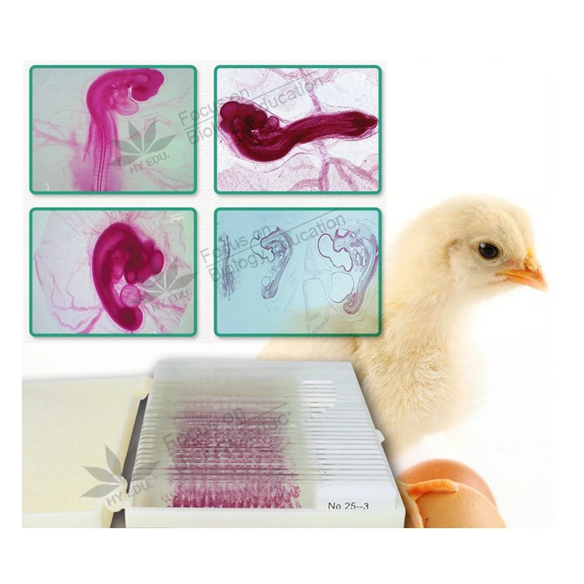 

44PCS Embryological Specimen Slices 24/48/72/96 Hours 15 Varieties of Chicken Embryos Serial Section Microscope Slide