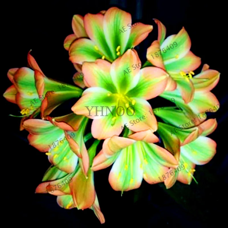 100 шт./пакет Кливия растения, многолетнее растение карликовое дерево в горшке для балкона, цветок, великолепный цветок Clivia Флорес для украшения дома и сада - Цвет: 8