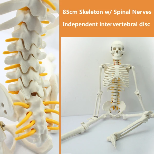 12365/мини-модель скелета человека 85 см с спинномозговым нервом, медицинские образовательные Обучающие анатомические модели