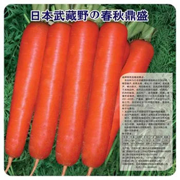 Spring and Autumn heyday Carrot Seed 200 seeds  organic vegetable seeds