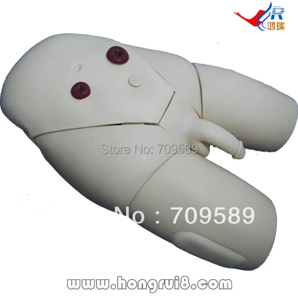ISO Advanced Male Catheterization Model, Catheterization trainer