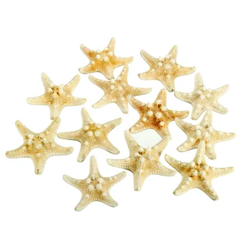 

12x Knobby Starfish 8-11 CM Seastar Shell Beach Wedding Display Craft Decor