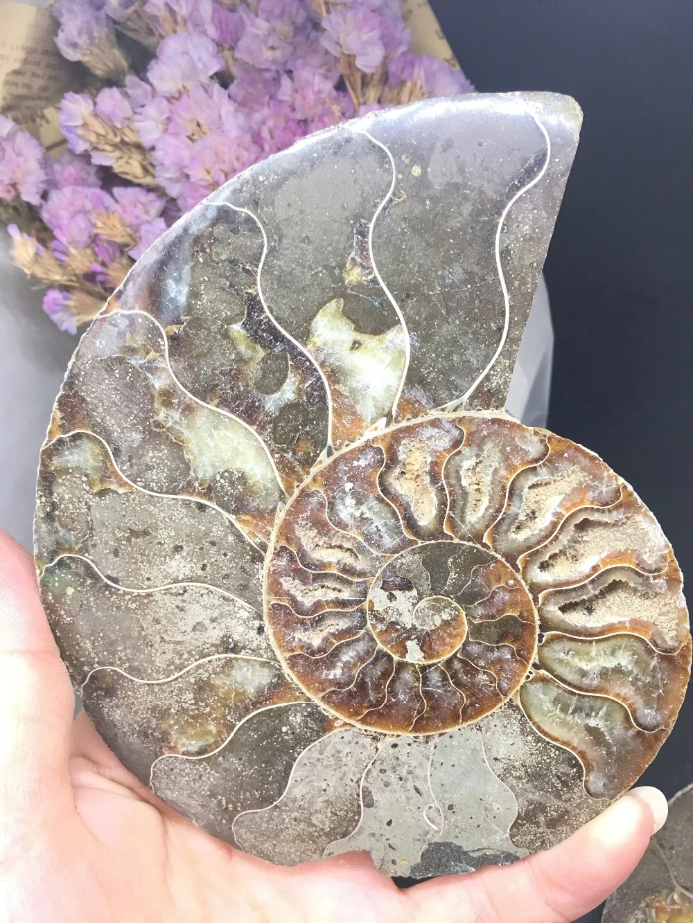 

Snail ammonite fossils minerals from Morocco to multicolor fire base