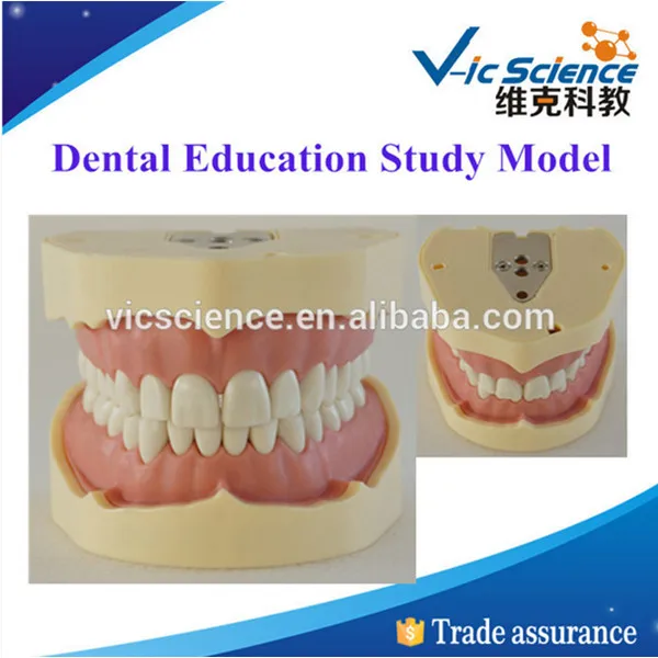 100-factory-price-dental-education-study-model