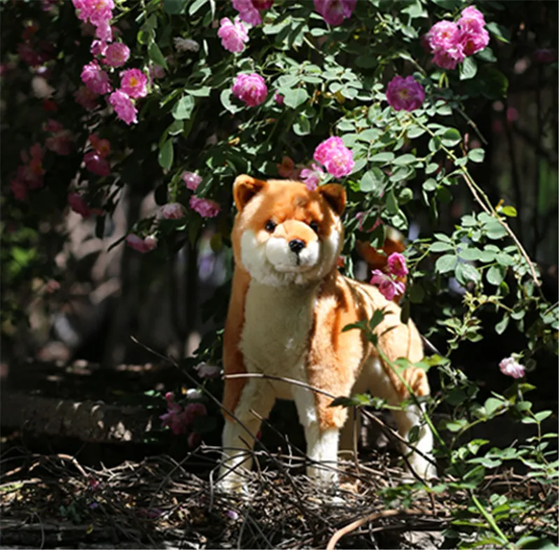 puppy dog6