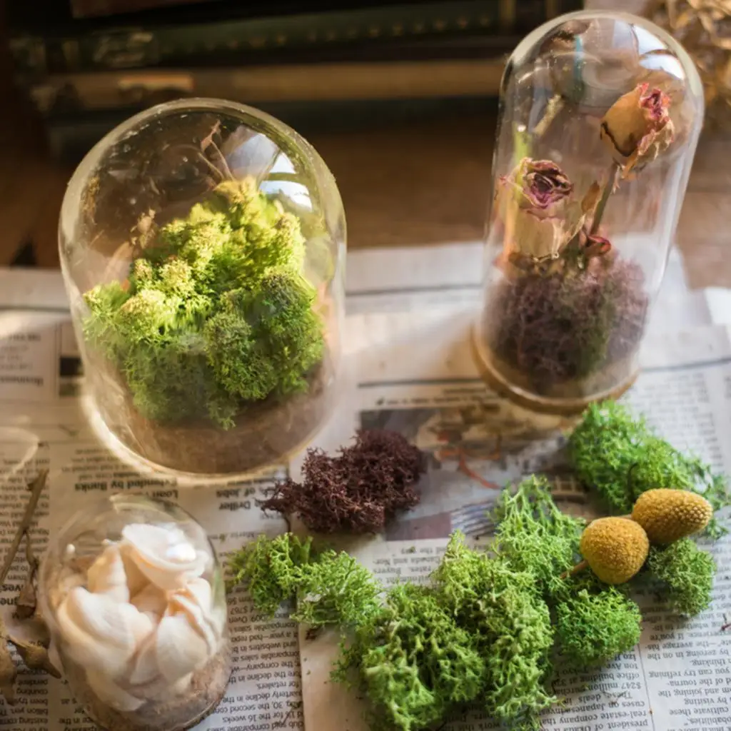 2pcs Clear Glass Dome Cover Cloche Bell Jar Succulent Terrariums w/Wooden Cork Base for Home Study Room Decor DIY Craft Supplies