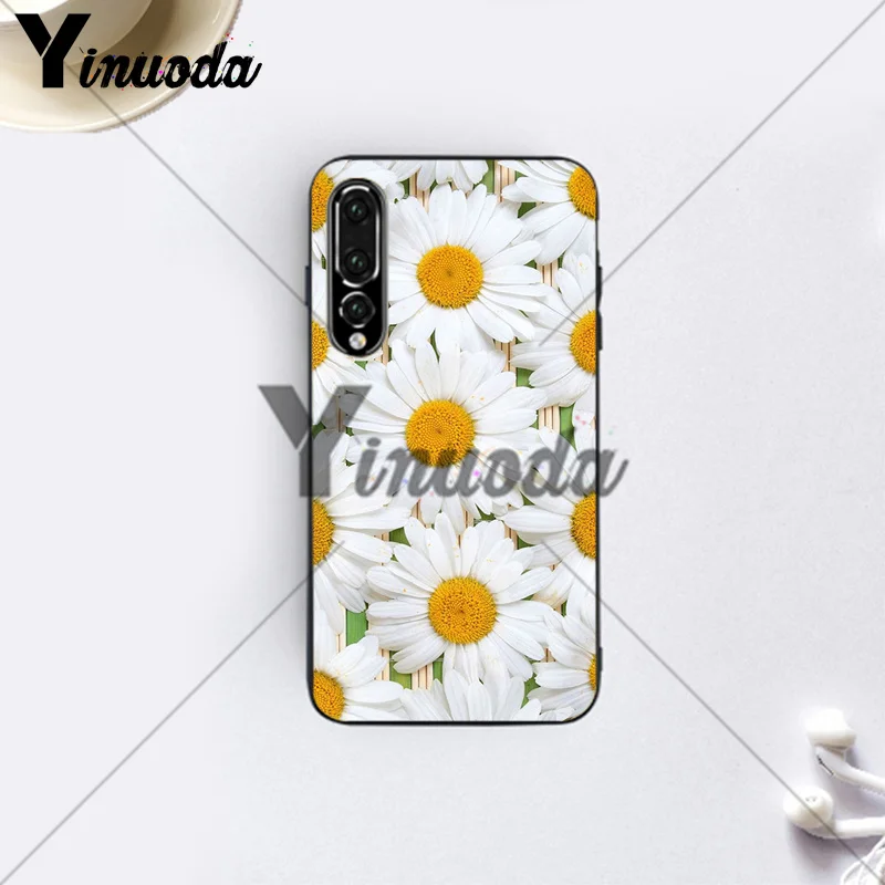 Daisies  (12)