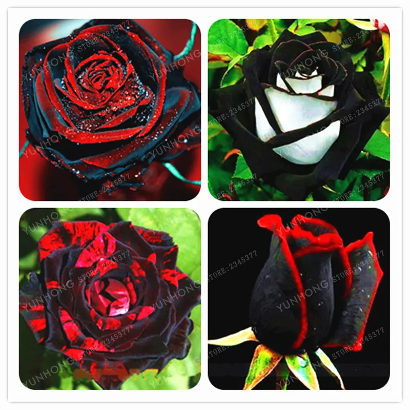 100 Pcs Rare Rose Bonsai Black Rose Flower With Red Edge Rare Rose Flowers Bonsai For Garden Bonsai Planting