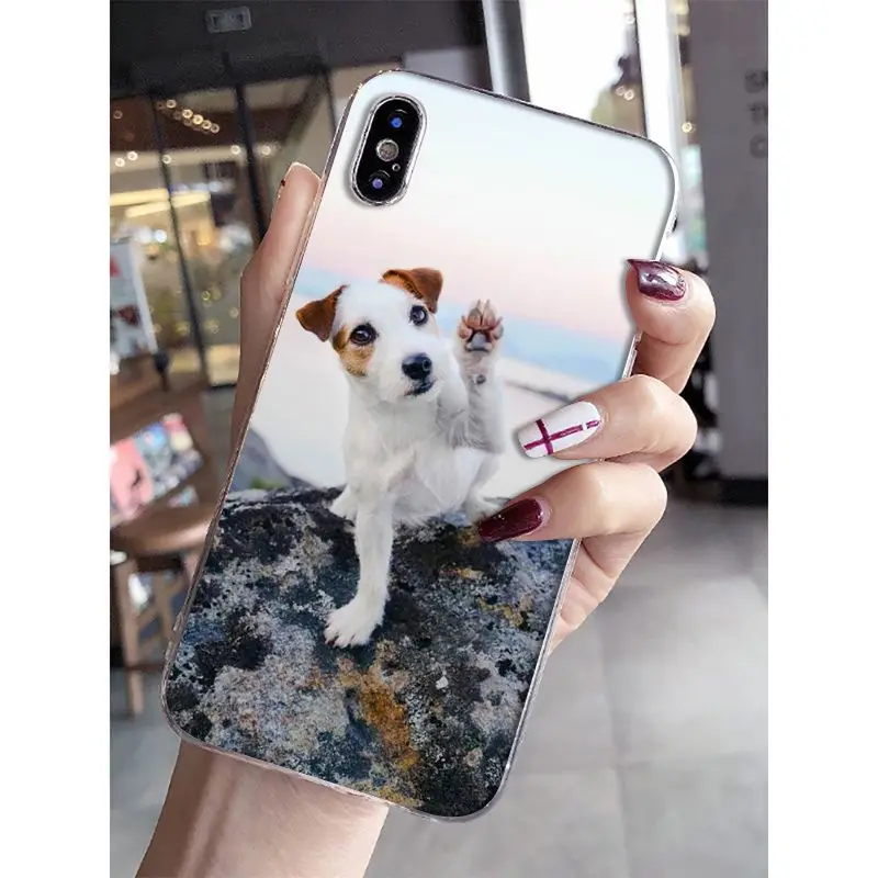 Jack Russell Terrier Dog